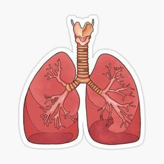 a diagram of the lungs sticker