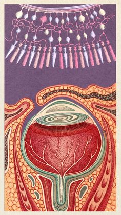 an image of the inside of a human body, with different sections and colors on it