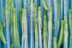 an abstract painting of green and blue cactuses