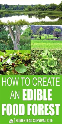 the cover of how to create an edible food forest with photos of trees and water