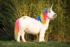 a white unicorn standing in the grass next to some bushes and trees with rainbow colored hair