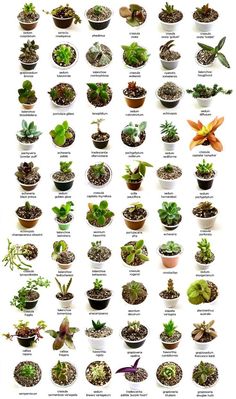 an image of different types of plants in pots