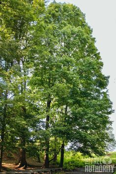 a large tree sitting next to a lush green forest filled with lots of tall trees