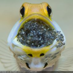 a close up view of a frog's face with glitter on its body and eyes