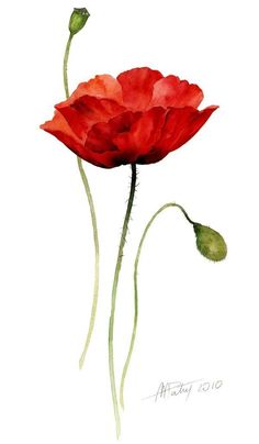 watercolor painting of two red poppies with green stems and buds on a white background