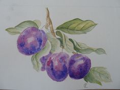 a painting of plums on a branch with leaves