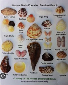 a sign showing the different shells found on barefoot beach