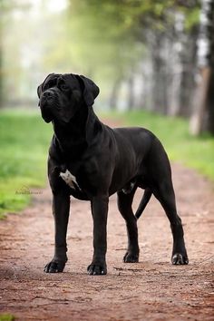 a large black dog standing on top of a dirt road