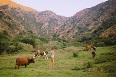 a woman standing on top of a lush green field next to cows and mountains in the background