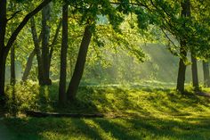 the sun is shining through the trees in the park