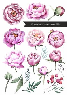 watercolor flowers and leaves are shown in this graphic style, including pink peonies