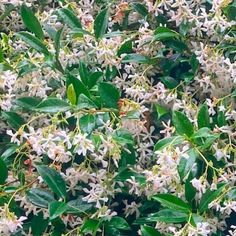 some white flowers and green leaves on a tree