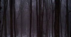 a person walking through the woods on a snowy day