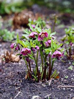 small pink flowers growing out of the ground