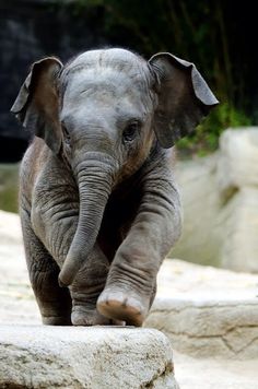 an elephant standing on top of a rock