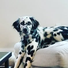 a dalmatian dog sitting on top of a couch