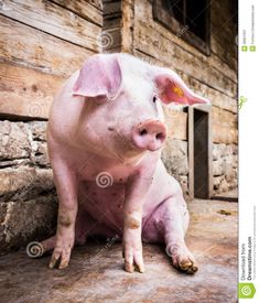 a pig sitting on the ground in front of a building and looking at the camera