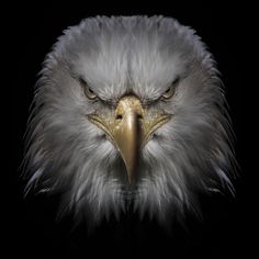 an eagle's head is shown against a black background