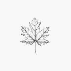 a pencil drawing of a leaf on a white background