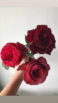 three red roses are being held by someone's hand