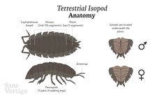 the different types of fleas and how they are used to help them get rid