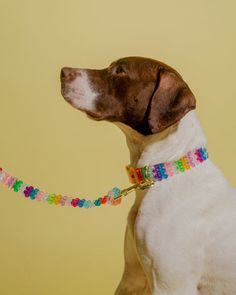 a brown and white dog wearing a colorful beaded collar