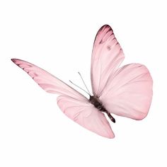 a pink butterfly flying through the air