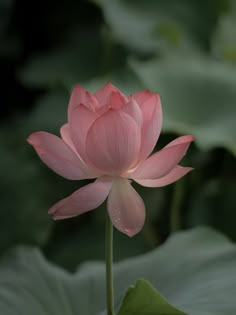 a pink lotus flower with green leaves in the foreground and an inspirational quote above it