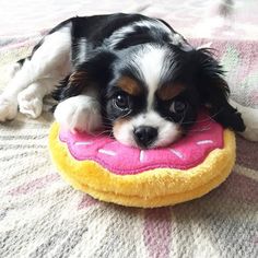 a small black and white dog laying on top of a pink donut pillow with sprinkles