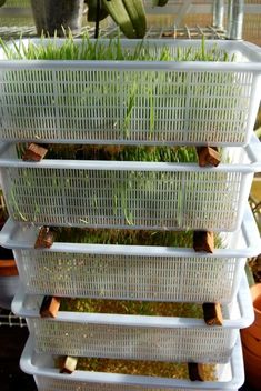 several plastic baskets are stacked on top of each other with plants growing in the bottom