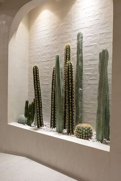 a group of cactus plants sitting on top of a white shelf next to a wall