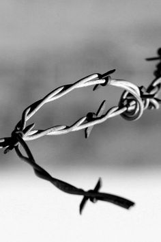 black and white photograph of barbed wire