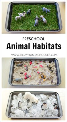 an animal habitat made out of ice and rocks with text overlay that reads preschool animal habitats