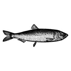 a black and white drawing of a fish