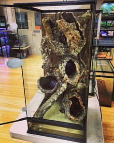 a large piece of wood in a glass case