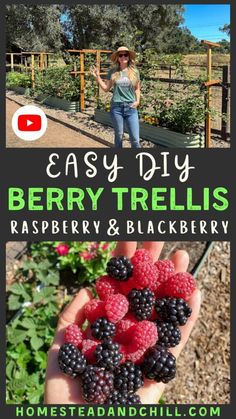 berries and raspberries in the garden with text overlay that reads easy diy berry trellis raspberry blackberry