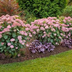 some pink and purple flowers in a garden