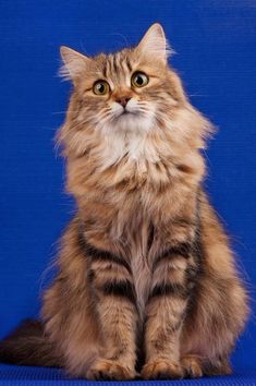 a long haired cat sitting on top of a blue chair with its eyes wide open