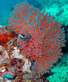 an orange sea urchin sitting on top of a coral