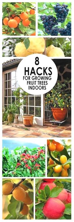 many different types of plants and fruit growing in the garden with text that reads 8 hacks for growing fruits indoors