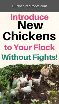 Pioneer Living, Suburban Homestead, Chicken Flock, Mixed Chicks, Chicken Coop Designs, Backyard Flocks, Chicken Chick