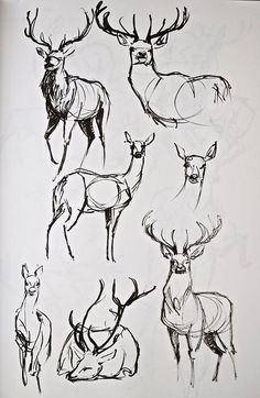 four different types of deer drawn in black and white ink on a piece of paper