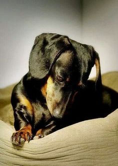 a black and brown dog laying on top of a bed