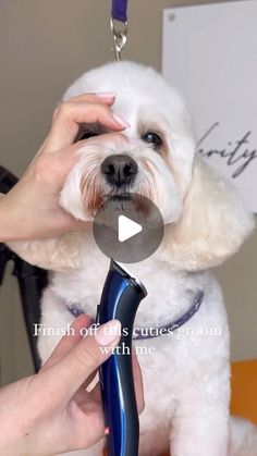 a white dog being groomed with a blue hair dryer