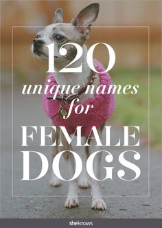 a small dog wearing a pink sweater with the words, 20 unique names for female dogs