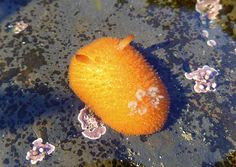 an orange sea urchin floating on top of the water with small flowers around it