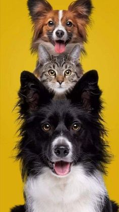 two dogs and a cat sitting on top of each other in front of a yellow background