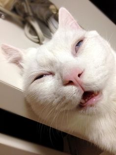 a white cat laying on top of a sink