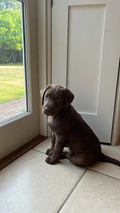 a brown dog sitting in front of a door