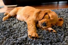 a small brown dog laying on top of a rug